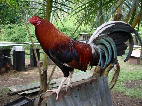Through the years Uncle Ernest, as I called him, wrote several times outlining how the <strong>Lacy Roundhead</strong> strain was established. . Lacy roundhead gamefowl history